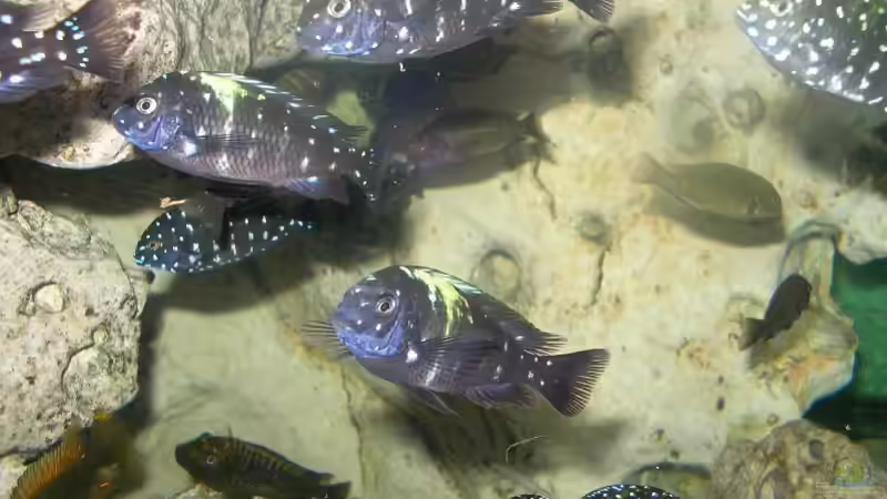 Aquarium Becken 1325 von Oliver Schulte (2)