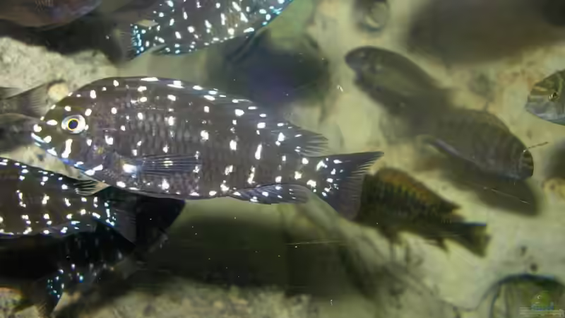 Aquarium Becken 1325 von Oliver Schulte (3)