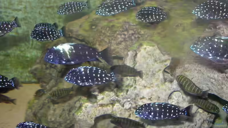 Aquarium Becken 1325 von Oliver Schulte (4)