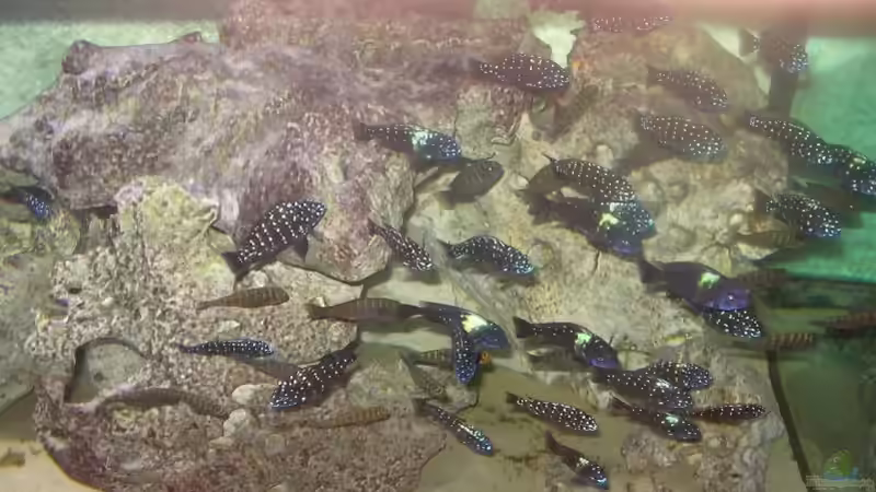 Aquarium Becken 1325 von Oliver Schulte (5)