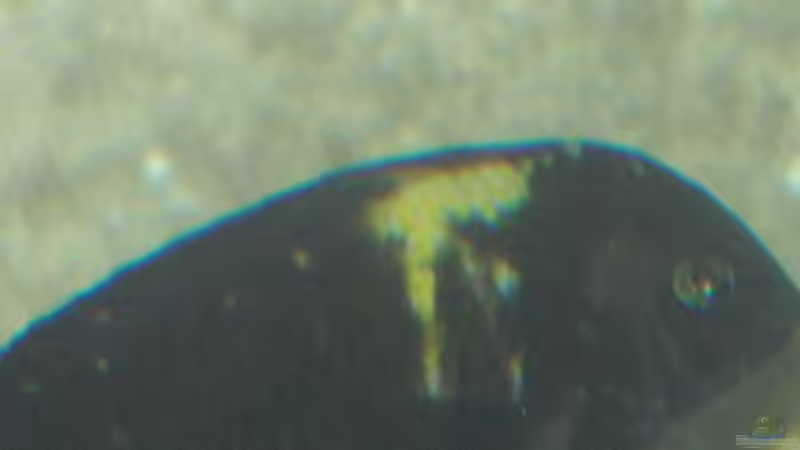 Aquarium Becken 1325 von Oliver Schulte (8)