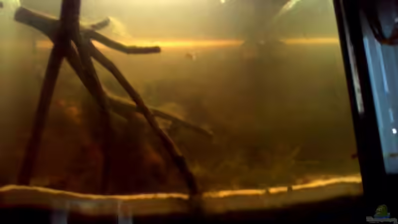 Aquarium Becken 13253 von Kai Dinkel (2)