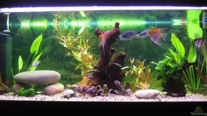 Aquarium Becken 13278 von Florian Junker (2)