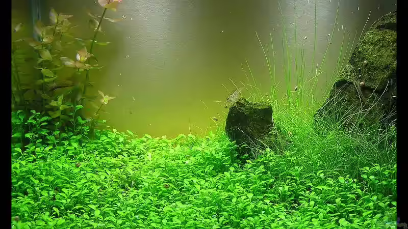 Aquarium Becken 13292 von niva (10)