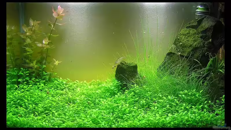 Aquarium Becken 13292 von niva (11)