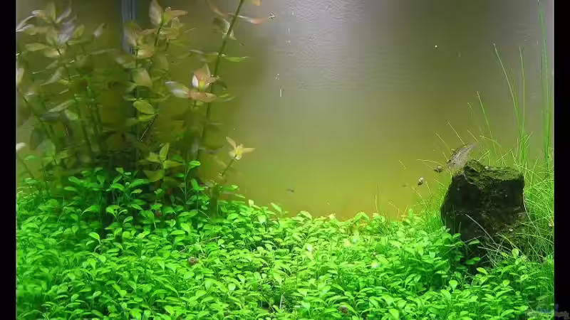 Aquarium Becken 13292 von niva (12)