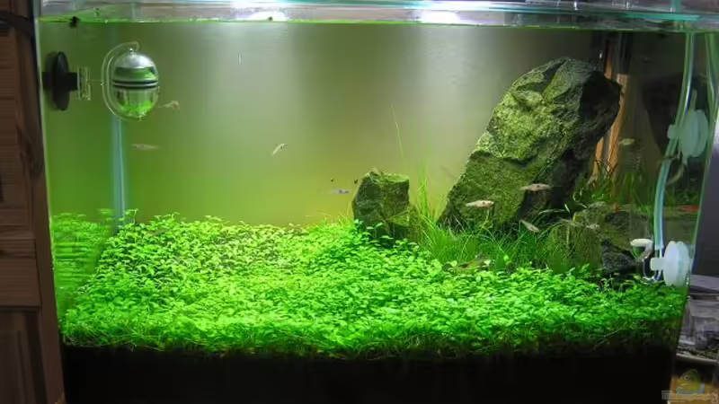 Aquarium Becken 13292 von niva (3)