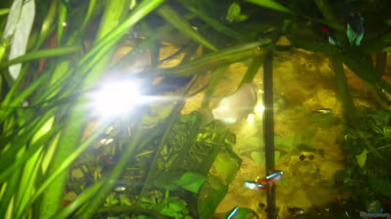 Aquarium Becken 13301 von Stefan Hülsmann (2)