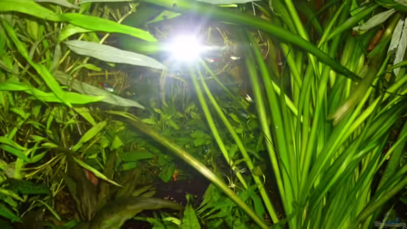 Aquarium Becken 13301 von Stefan Hülsmann (3)