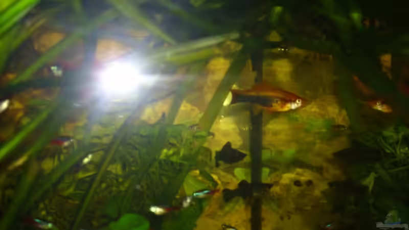 Aquarium Becken 13301 von Stefan Hülsmann (4)