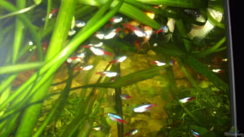 Aquarium Becken 13301 von Stefan Hülsmann (5)