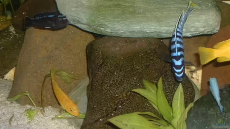 Aquarium Becken 1332 von Michael Spengler (4)