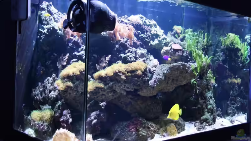 Aquarium Becken 13350 von Marco Vasev (4)