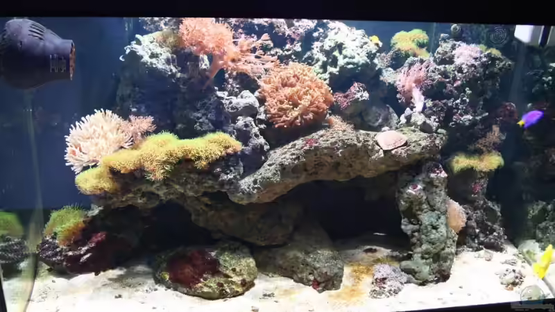 Aquarium Becken 13350 von Marco Vasev (6)