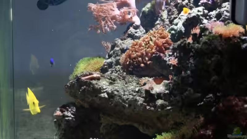 Aquarium Becken 13350 von Marco Vasev (7)