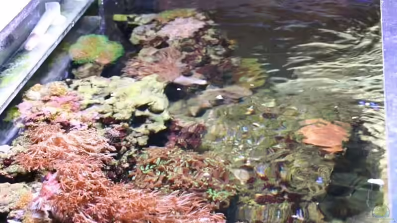 Aquarium Becken 13350 von Marco Vasev (8)