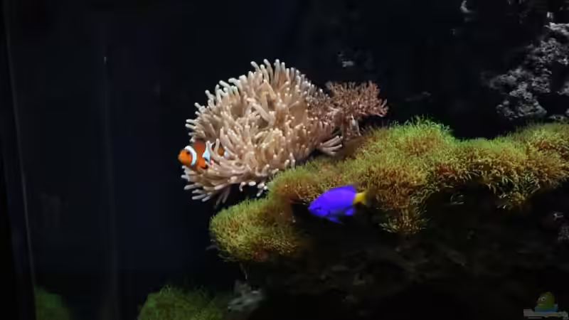 Aquarium Becken 13350 von Marco Vasev (9)