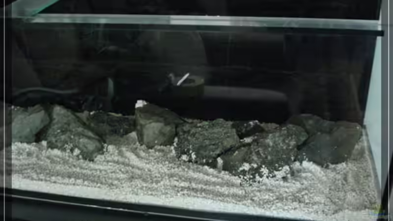 Aquarium Becken 13433 von Malawifan0412 (3)