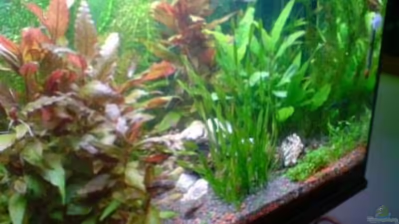 Aquarium Becken 13441 von perkolein (2)