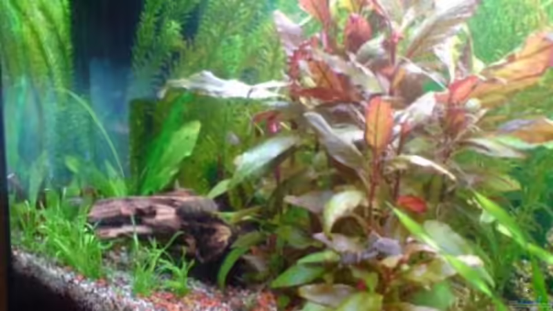 Aquarium Becken 13441 von perkolein (3)