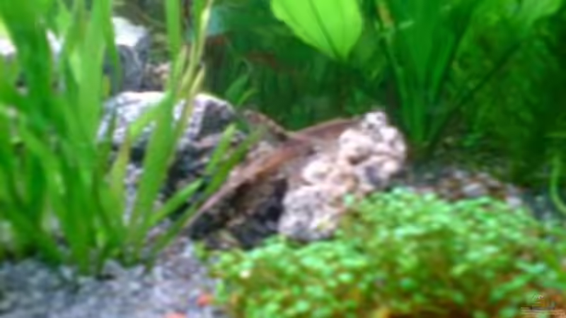 Aquarium Becken 13441 von perkolein (5)