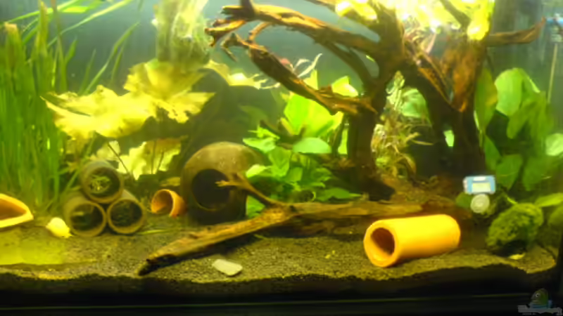 Aquarium Becken 13443 von Ady (3)