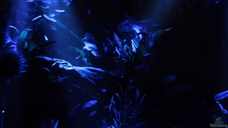 Aquarium Becken 13460 von Sabrina Mertes (4)