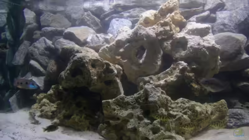 Aquarium Becken 13514 von Martin Dirren (2)