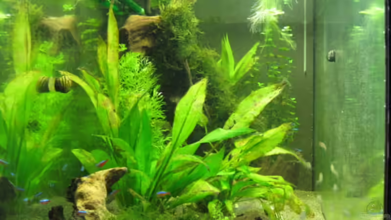 Aquarium Becken 13524 von Ralf Braun (2)