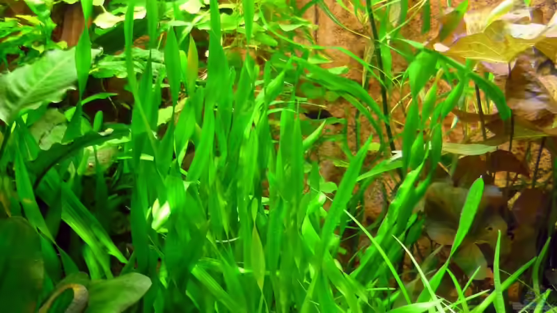 Aquarium Becken 13540 von Sabrina & Dirk Bergmann (12)