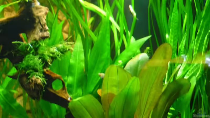 Aquarium Becken 13540 von Sabrina & Dirk Bergmann (14)