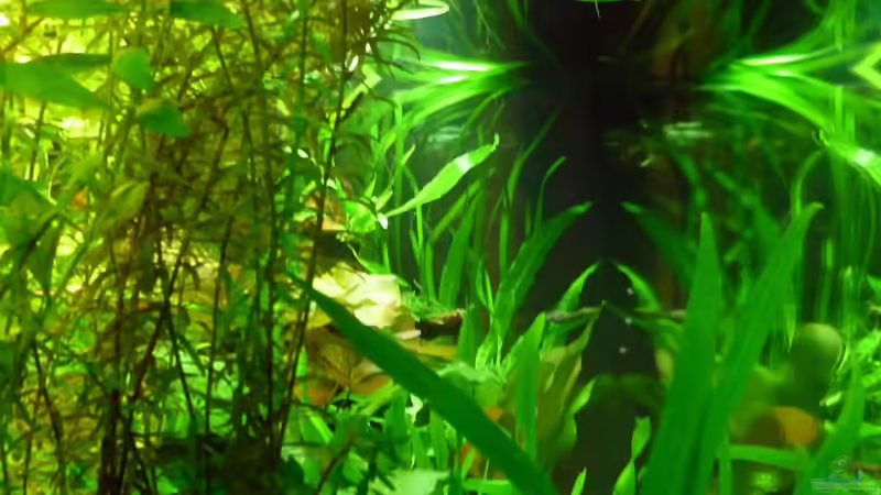 Aquarium Becken 13540 von Sabrina & Dirk Bergmann (16)