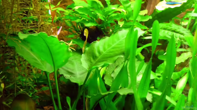 Aquarium Becken 13540 von Sabrina & Dirk Bergmann (19)