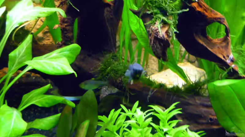 Aquarium Becken 13540 von Sabrina & Dirk Bergmann (21)