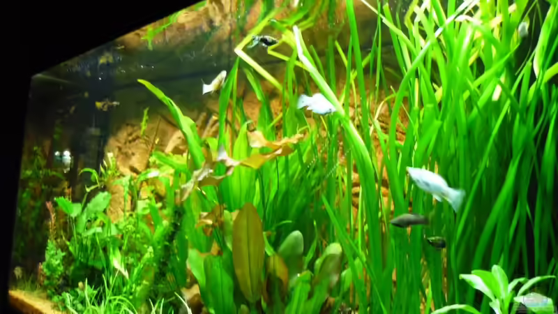 Aquarium Becken 13540 von Sabrina & Dirk Bergmann (7)