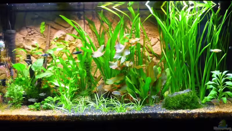 Aquarium Becken 13540 von Sabrina & Dirk Bergmann (8)