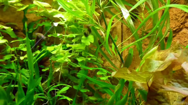 Aquarium Becken 13540 von Sabrina & Dirk Bergmann (9)