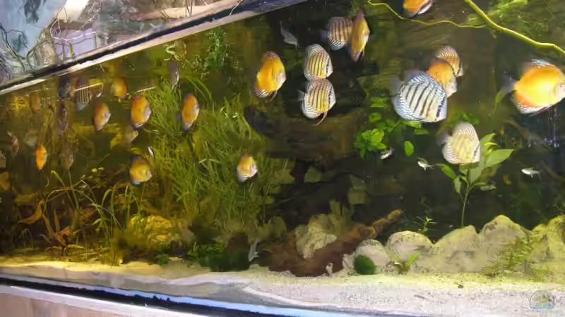 Aquarium Becken 13562 von dornwels (13)