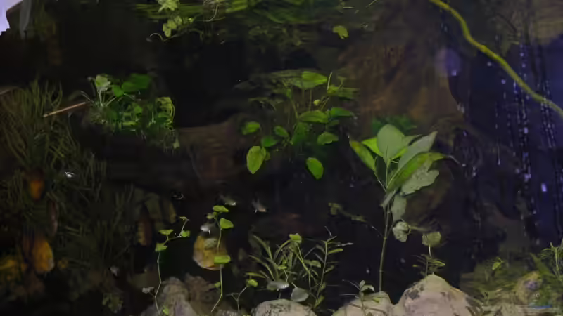 Aquarium Becken 13562 von dornwels (15)