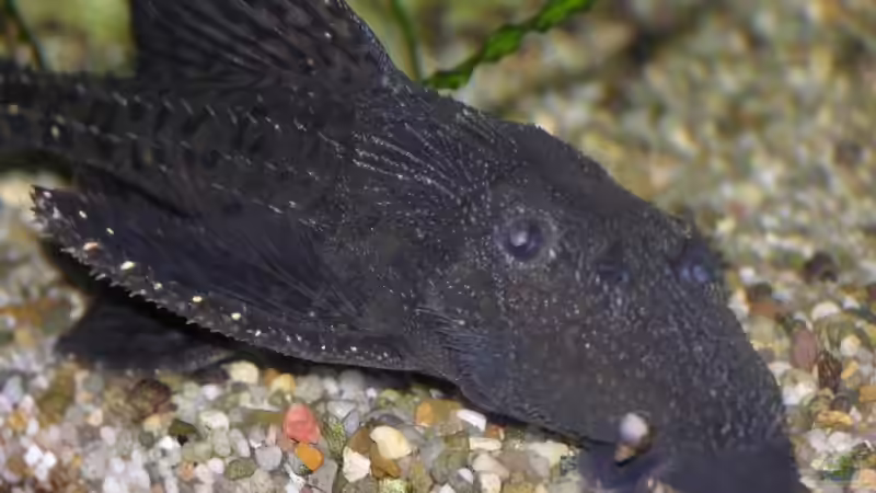 Aquarium Becken 13562 von dornwels (16)