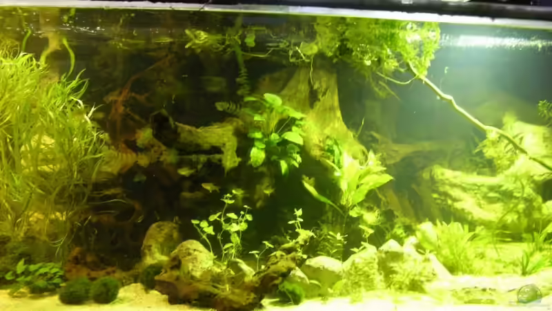 Aquarium Becken 13562 von dornwels (2)