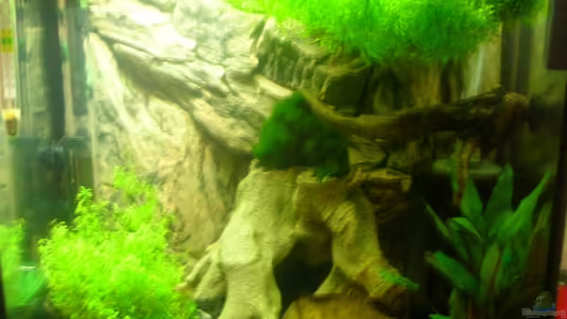 Aquarium Becken 13565 von Dasy´s_Neelybecken (2)