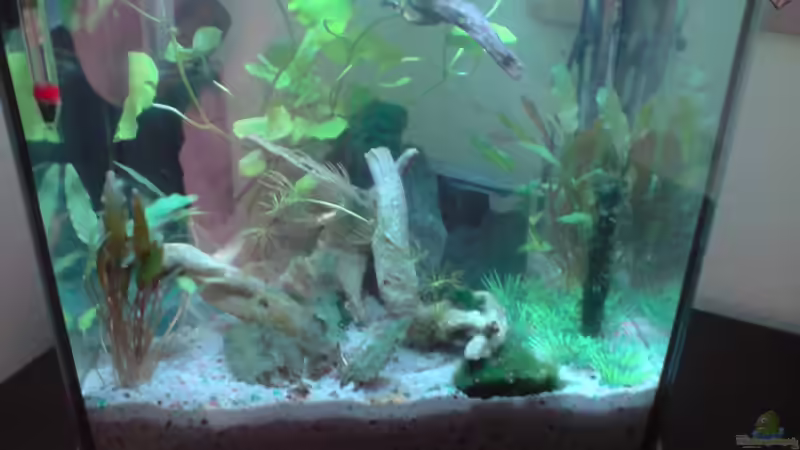 Aquarium Becken 13565 von Dasy´s_Neelybecken (3)