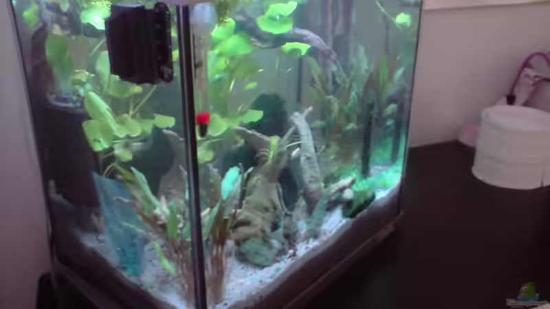 Aquarium Becken 13565 von Dasy´s_Neelybecken (5)
