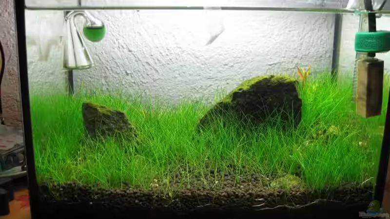 Aquarium Becken 13594 von niva (5)