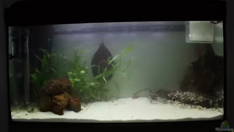 Aquarium Becken 13625 von Christopher Pyhel (2)