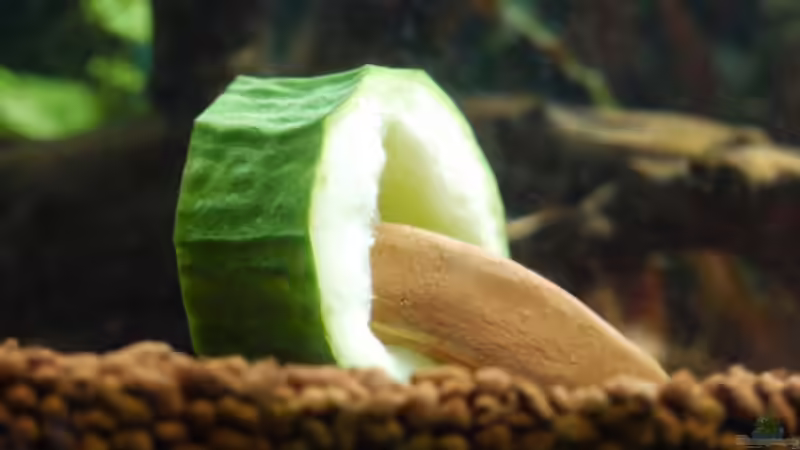 Aquarium Becken 13628 von Linkman (5)