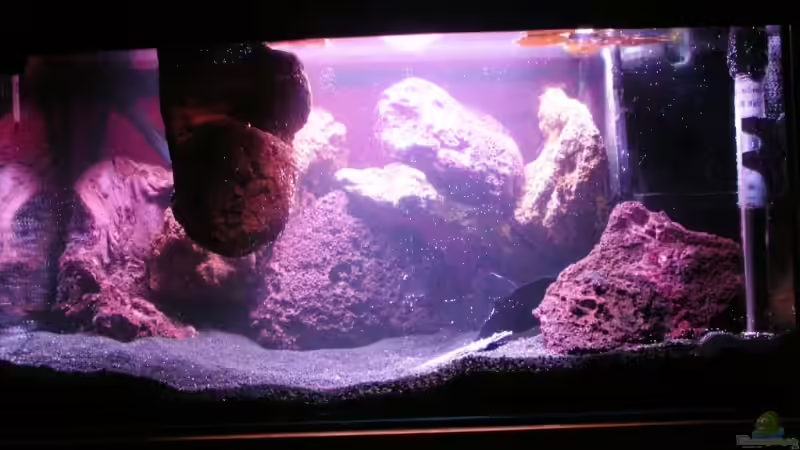 Aquarium Becken 13651 von Dasy´s_Neelybecken (2)