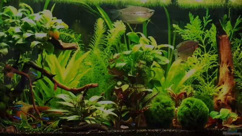 Aquarium Becken 13653 von Marion1705 (2)