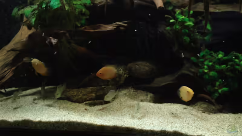 Aquarium Becken 13669 von Seifert Daniel (2)